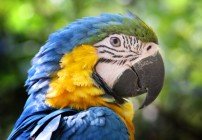 Es gibt viele Papageien im Loro Parque