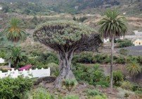 Drachenbaum von Icod de los Vinos Drachenbaum Icod de los Vinos