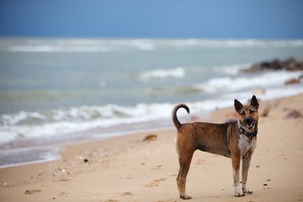 Hund im Urlaub auf Teneriffa